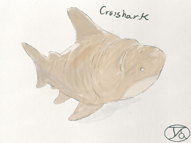 Croishark